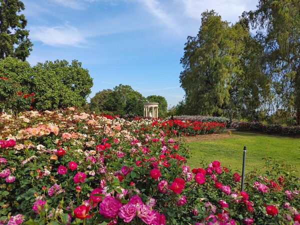 The Huntington Rose Garden, Wikipedia 2-2-w.jpg