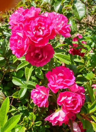 Esmeralda, Victoria State Rose Garden 3-2-w.jpg