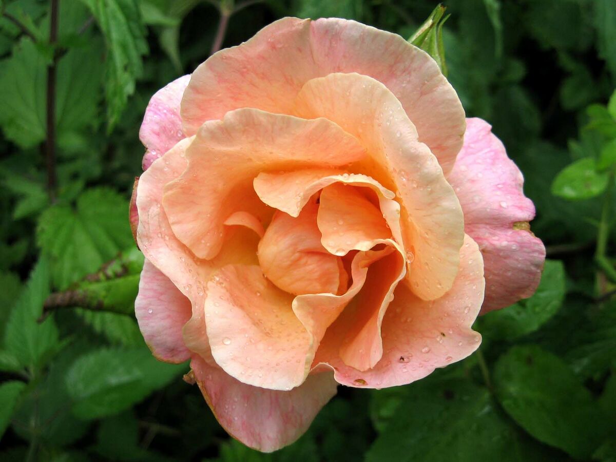 Golden Blush RoseBiblio