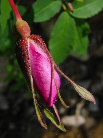 Rosa acicularis Lindl. subsp. sayi (Schwein.) W.H.Lewis, Alaskawildfloers.us 4-2-g.jpg