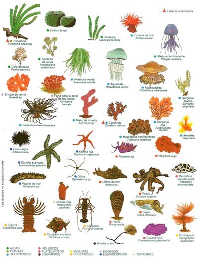 Invertebrados.jpg