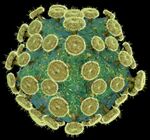 The Human Immunodeficiency Virus.