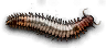 Dog worm 01.png