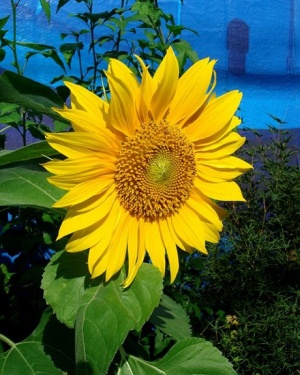 Sunflowerofshade.jpg