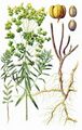Euphorbia virgata.jpg