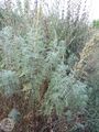 Artemisia abrotanumRE.jpg