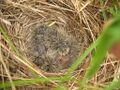 The nest of Saxicola rubetra.jpg