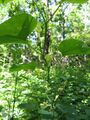 Aristolochia clematitis2RE.jpg