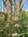 Calamagrostis epigejos2RE.jpg