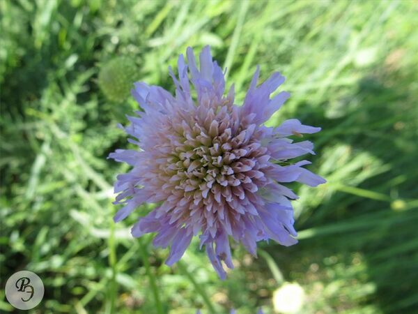 Короставник полевой — Ртищевская энциклопедия