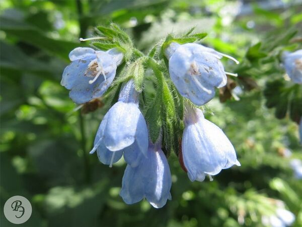 Окопник кавказский — Ртищевская энциклопедия