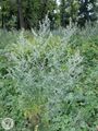 Artemisia absinthiumRE.jpg
