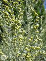 Artemisia absinthium2RE.jpg