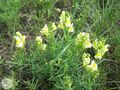 Linaria vulgaris.jpg