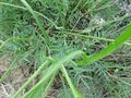 Astragalus skvortsovii2RE.jpg