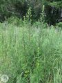 Artemisia vulgarisRE.jpg