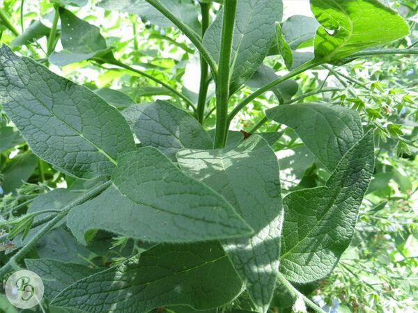 Окопник кавказский — Ртищевская энциклопедия