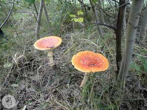 Зрелые грибы. Ртищево, лес в пойме реки Ольшанки