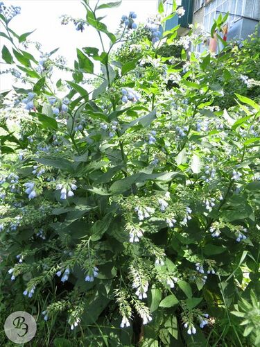 Окопник кавказский — Ртищевская энциклопедия