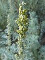 Artemisia abrotanum2RE.jpg