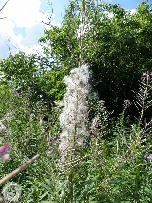 Иван-чай узколистный — Ртищевская энциклопедия