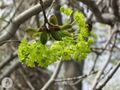 Acer platanoides inflorescentiisRE.jpg