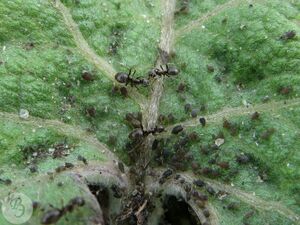 Рабочие муравьи на «ферме» тли