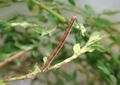 Lythria purpuraria bruchum.jpg