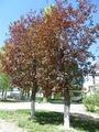 Acer platanoides rubrifoliaRE.jpg