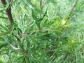 Artemisia vulgaris3RE.jpg