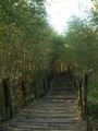 綠世界竹林步道.jpg