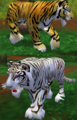 Bengal Tiger (Zoo Tycoon 2).png