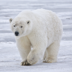 Polar Bear Image.png