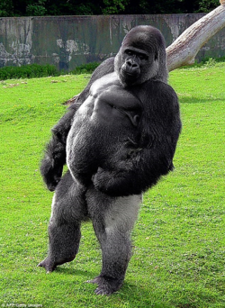 Gorilla Image.png