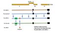 Origin of SARS1 and SARS2 genomes.jpg