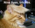 Trump cat has nine lives.jpg