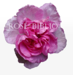 Rose biblio.png