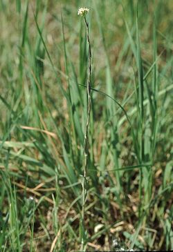 Arabis glabra eF.jpg