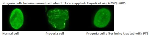 Prgeria cells.jpg