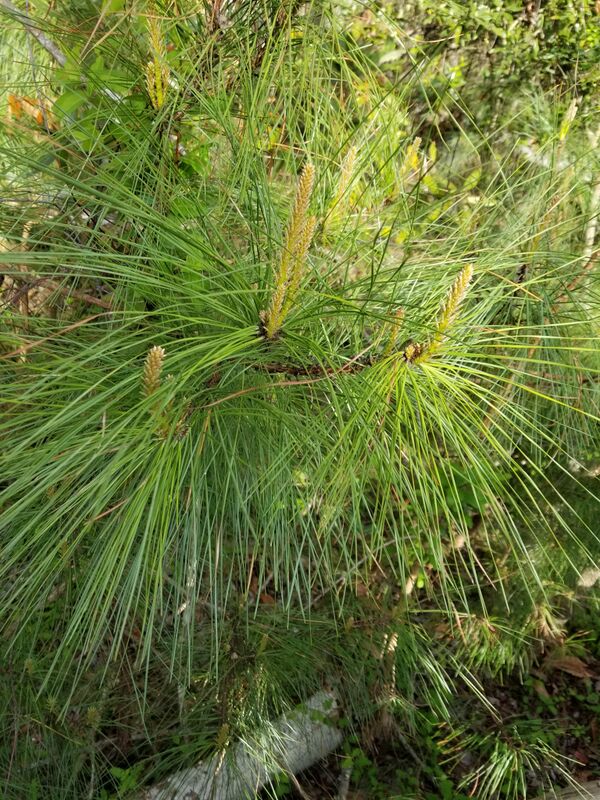 Pinus taeda - AU Science Wiki