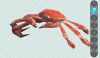 Sbra crabs 7.jpg