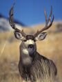 Mule deer 08.jpg