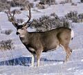 Mule deer 03.jpeg