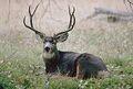 Mule Deer 02.jpg