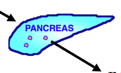 PancreasGraphic.png