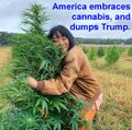 America embraces cannabis, and dumps Trump.jpg