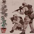 SWAT and cannabis plant.jpg