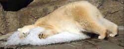 Argentinas only polar bear called worlds saddest.jpg