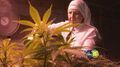 Merced cannabis nun.jpg