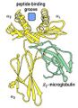 Peptide binding.jpg